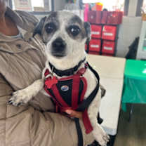 Thumbnail photo of Chip #1