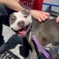 Thumbnail photo of Bambu #2