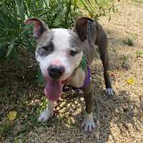 Thumbnail photo of Bambu #3