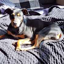 Thumbnail photo of Cookie #1