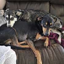 Thumbnail photo of Cookie #2