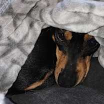 Thumbnail photo of Cookie #3