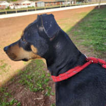 Thumbnail photo of Cookie #4