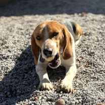 Thumbnail photo of Hank #1