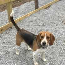 Thumbnail photo of Hank #2