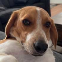 Thumbnail photo of Hank #3