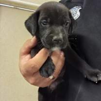 Thumbnail photo of Pierre #2