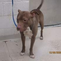 Thumbnail photo of Alfie (808) #2