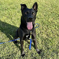 Thumbnail photo of Walker #4