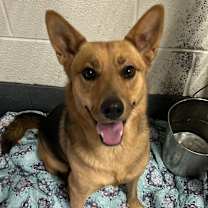 Thumbnail photo of Rose #1