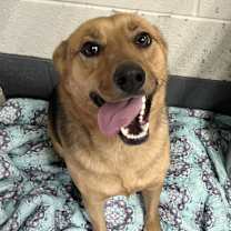 Thumbnail photo of Rose #2