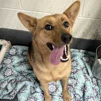 Thumbnail photo of Rose #3