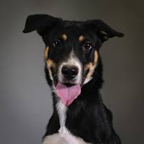 Thumbnail photo of Chip #1