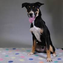 Thumbnail photo of Chip #4