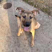 Thumbnail photo of Kamree #2