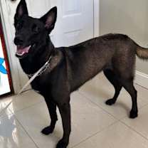 Thumbnail photo of Nikita #1