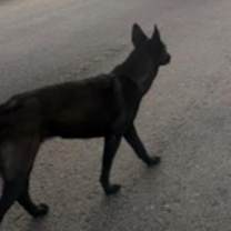 Thumbnail photo of Nikita #4