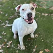 Thumbnail photo of Toby #3