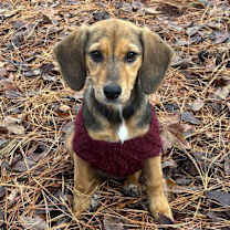 Thumbnail photo of Cremini #4