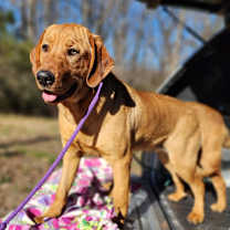 Thumbnail photo of Rusty #1