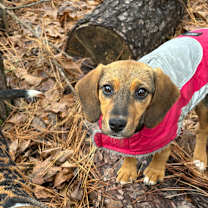 Thumbnail photo of Shiitake #3