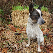 Thumbnail photo of Bluey  #1