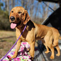 Thumbnail photo of Rusty #2