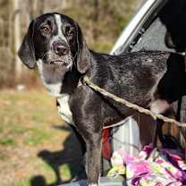 Thumbnail photo of Senna  #1