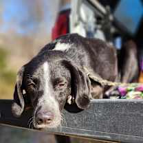 Thumbnail photo of Senna  #2