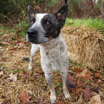 Thumbnail photo of Bluey  #2