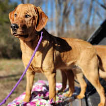 Thumbnail photo of Rusty #3