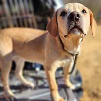 Thumbnail photo of Maverick  #3