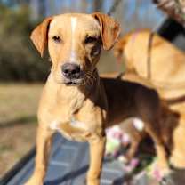 Thumbnail photo of Scout #2