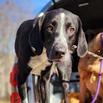 Thumbnail photo of Senna  #3