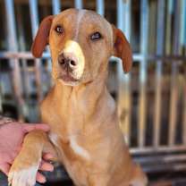 Thumbnail photo of Scout #3