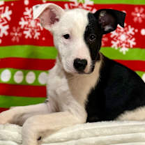 Thumbnail photo of Calvin Countdown #1