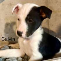 Thumbnail photo of Calvin Countdown #2