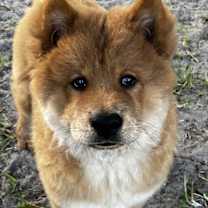 Thumbnail photo of Fozzie Bear #1