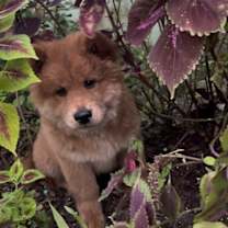 Thumbnail photo of Fozzie Bear #2