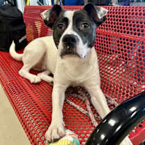 Thumbnail photo of Akira #1