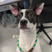 Thumbnail photo of Akira #3