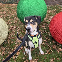 Thumbnail photo of Smartie #3