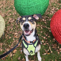 Thumbnail photo of Smartie #4