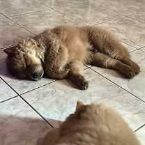 Thumbnail photo of Fozzie Bear #3