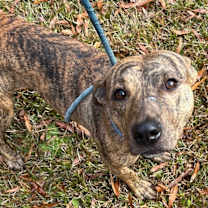 Thumbnail photo of Ralphie #1