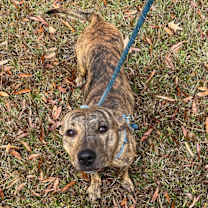 Thumbnail photo of Ralphie #2