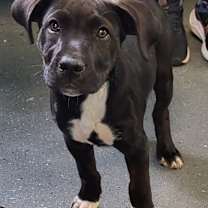 Thumbnail photo of Snowflake #1