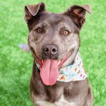 Thumbnail photo of Miso #1