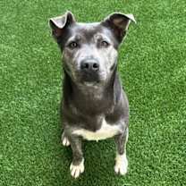 Thumbnail photo of Miso #3