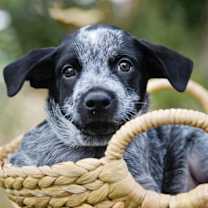 Thumbnail photo of McDuff #2